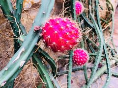 -南通洲际绿博园