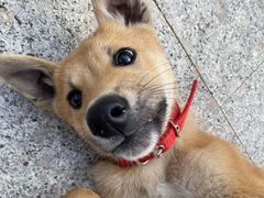 -北京恒爱动物医院(清景园分院)