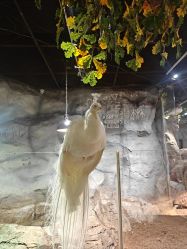 -Zoolung Zoolung动物主题公园(海信广场店)