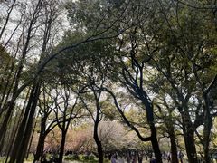 -上海共青森林公园