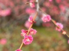-超山青莲寺
