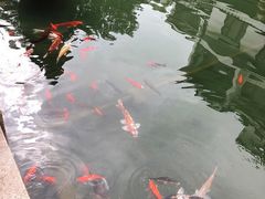 -苏州吴宫泛太平洋酒店