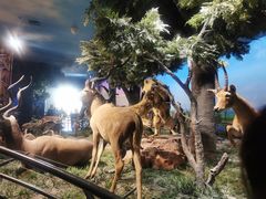 -国家自然博物馆