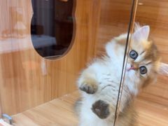 -猫十亿·布偶金渐层·曼基康矮脚猫舍(青年路店)