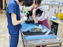 -美联众合动物医院·24h转诊中心