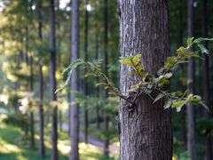 -黄海国家森林公园