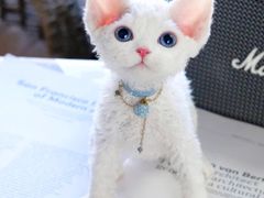 -momokira米努特·德文卷毛猫·棉花面纱犬
