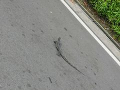 -圣淘沙天际线斜坡滑车