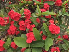 -松山湖梦幻百花洲