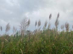 -芒洲湿地公园