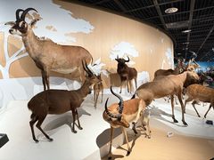 -陕西自然博物馆