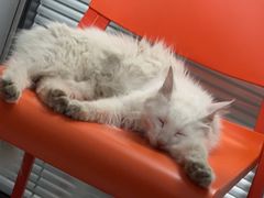 -伟伟宠物医院·CT影像中心·瑞派犬猫综合性门诊(汉口总院)