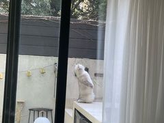 -东方名猫馆·英短金渐层布偶猫舍(环线广场1号楼店)