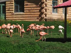 -哈尔滨北方森林动物园