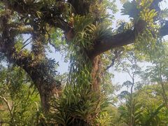 -中国科学院西双版纳热带植物园