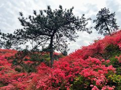 -木兰云雾山