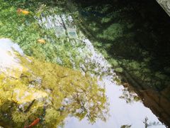-趵突泉景区