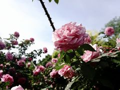 -大兴世界月季主题园
