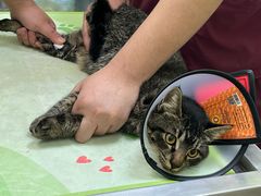 -瑞鹏宠物医院·宠保定点·心脏科·内科(御桥分院)