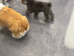 -有喵·猫咖·狗咖·30几只猫10只小狗(岗厦店)