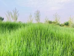-九里河湿地公园
