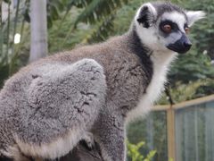 -灵玲国际马戏城