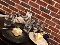 -猫友咖啡店(玉林西路店)
