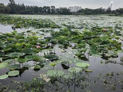 -澹台湖公园