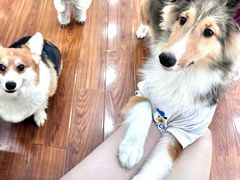 -汪说·狗咖·拼豆·宠物周边DIY(旺城大厦店)