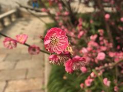 景点梅花-张家港凤凰山景区恬庄古街