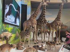 -陕西自然博物馆