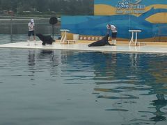 -秦皇岛乐岛海洋王国