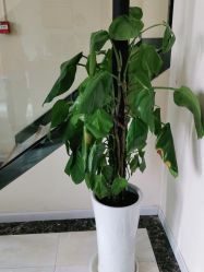 -苗医生草本科技祛痘