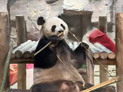 -栾川竹海野生动物园