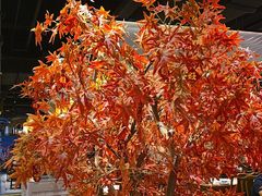 -杨记隆府重庆江湖菜(大悦城店)