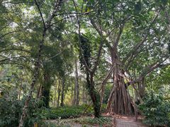 -中国科学院西双版纳热带植物园