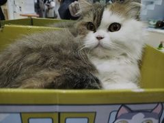 -COLOR PETS 撸猫馆·购猫·猫咖(长风大悦城店)