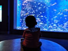 -成都浩海立方海洋公园