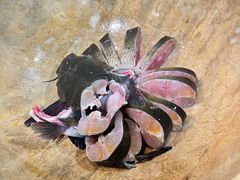 -云中鱼蒸汽石锅鱼(川沙百联店)