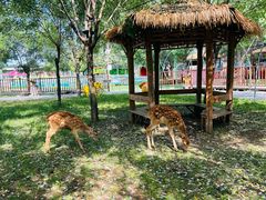 -北京鹿世界主题园