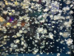 -太平洋海底世界