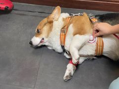 -宠爱国际动物医院· 猫科· 外科·中兽医(长白店)