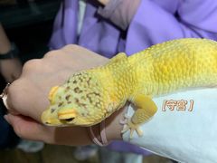 -酷以爬仙阁实体爬宠店·守宫·蜥蜴·专业繁育