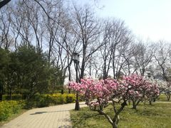 -玲珑塔公园