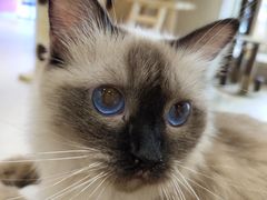 -藏猫猫咖啡主题馆(中央大道店)