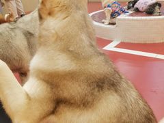 -和它·交个朋友·狗咖猫咖(爱琴海店)