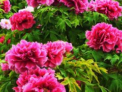 -曹州百花园