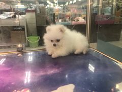 -乐宠宠物店(世纪金源店)