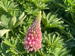 -径山花海
