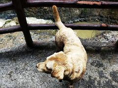 -鹿院坪生态旅游景区